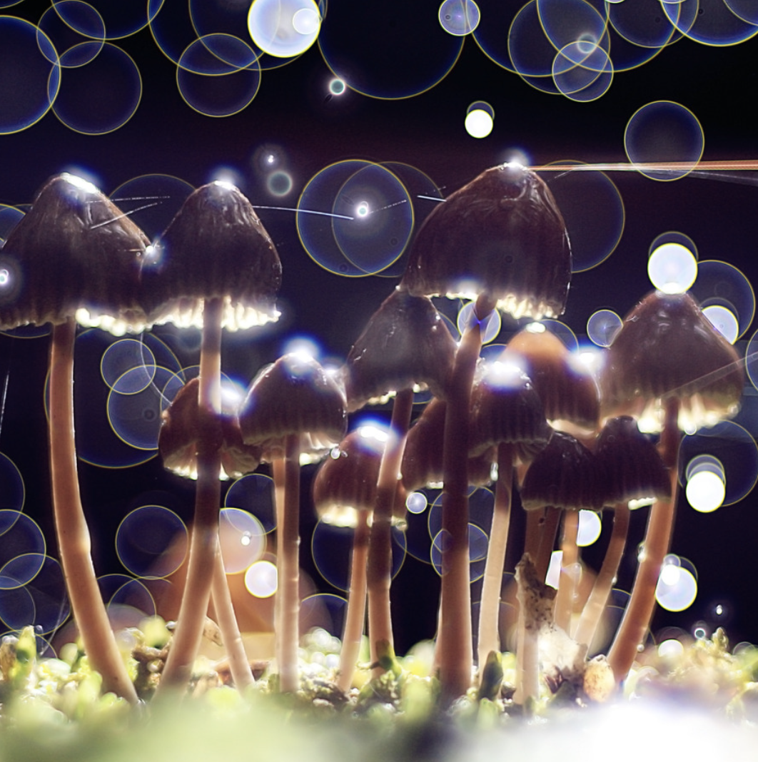 How to dose psilocybin