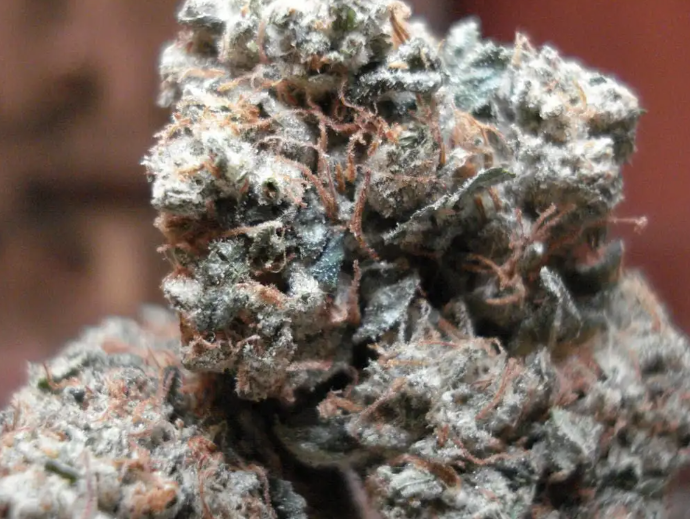 Screen Shot 2021-10-28 at 8.55.09 AM.png