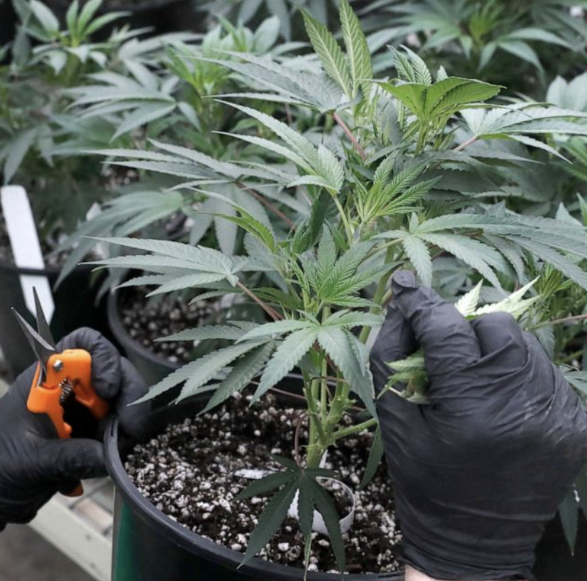 You can grow your own marijuana in Illinois as a medical patient