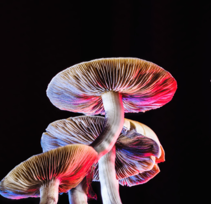 Psilocybin has many positive effects and some people feel more connected to themselves and the universe