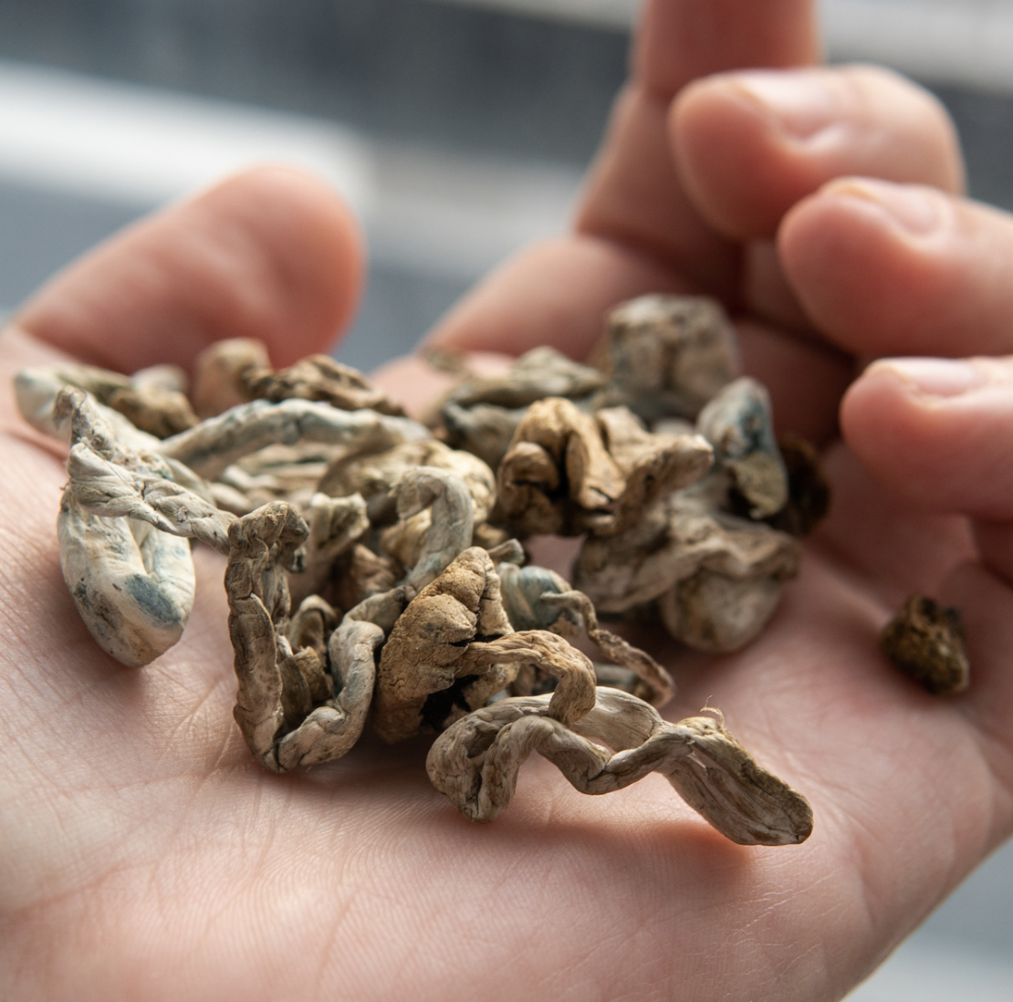 Dosing shrooms properly can be difficult