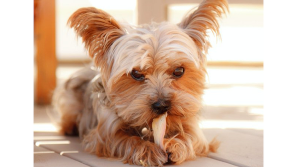 Rio gets bathed in Wildflower CBD+ soap.